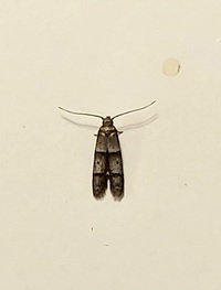 Pigritia unidentified species