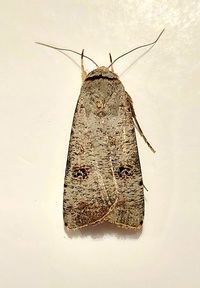 Anicla infecta