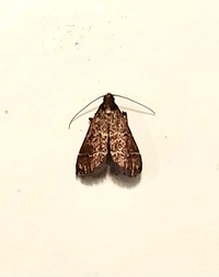 Heliades mulleolella