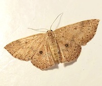 Cyclophora packardi