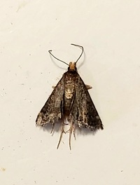 Loxostegopsis merrickalis