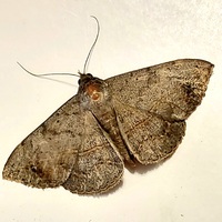 Anticarsia gemmatalis
