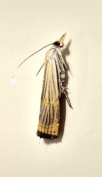 Parapediasia decorellus