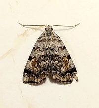Idia americalis