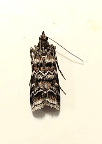 Dioryctria amatella