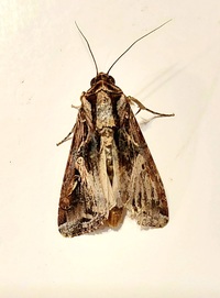 Spodoptera dolichos