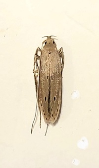 Homaledra sabalella