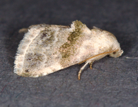 Eublemma minima