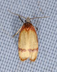Sparganothis sullivani