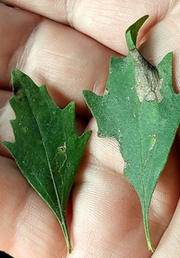 Bucculatrix ivella