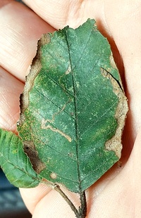 Stigmella unidentified species