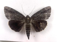 Catocala obscura