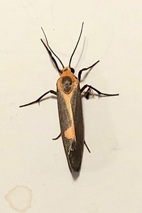 Cisthene plumbea