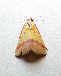 Phytometra rhodarialis