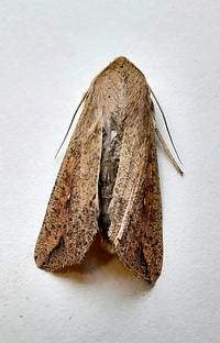 Mythimna unipuncta