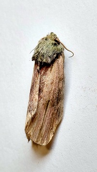 Oedemasia semirufescens