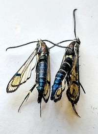 Synanthedon exitiosa