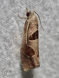 Pelochrista dorsisignatana