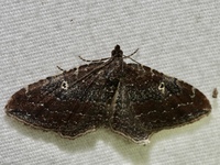 Orthonama obstipata