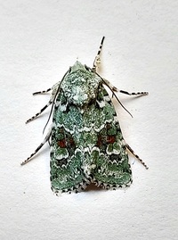 Lacinipolia laudabilis complex