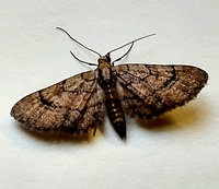 Eupithecia peckorum