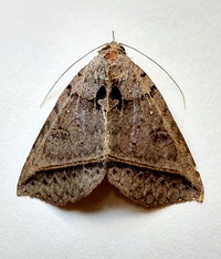 Celiptera frustulum