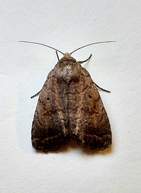Athetis tarda