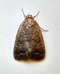 Athetis tarda