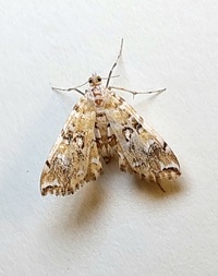 Elophila icciusalis