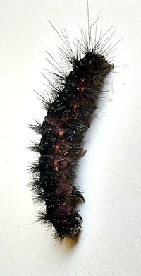 Spilosoma congrua