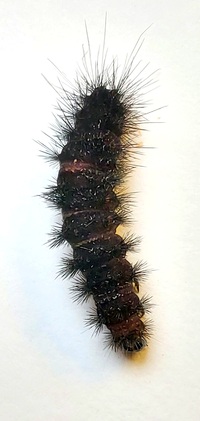 Spilosoma congrua