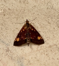 Pyrausta orphisalis