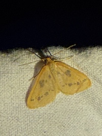 Eubaphe meridiana