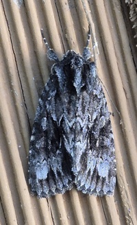 Sutyna privata