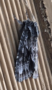 Sutyna privata