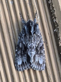 Sutyna privata