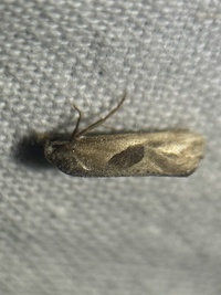 Eugnosta bimaculana