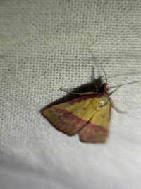 Phytometra rhodarialis