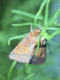 Pyrrhia aurantiago