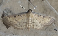 Herpetogramma fluctuosalis