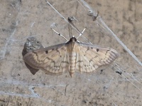 Herpetogramma fluctuosalis