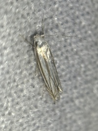 Polyhymno luteostrigella