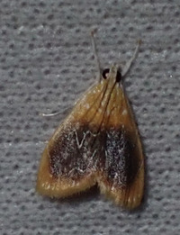 Glaphyria cappsi