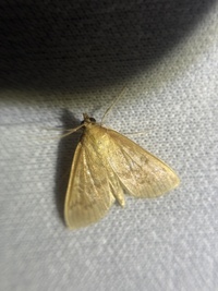 Framinghamia helvalis