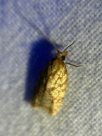 Sparganothis sulfureana