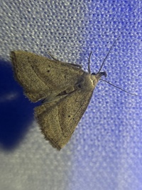 Macrochilo hypocritalis