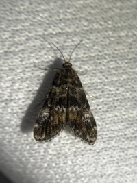 Elophila obliteralis