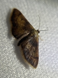 Idaea demissaria