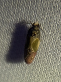 Eumarozia malachitana