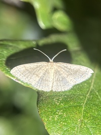Pleuroprucha insulsaria